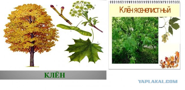 Клён ясенелистный (американский): Убей мутанта - спаси Россию !