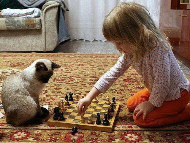 Коты и Кошки
