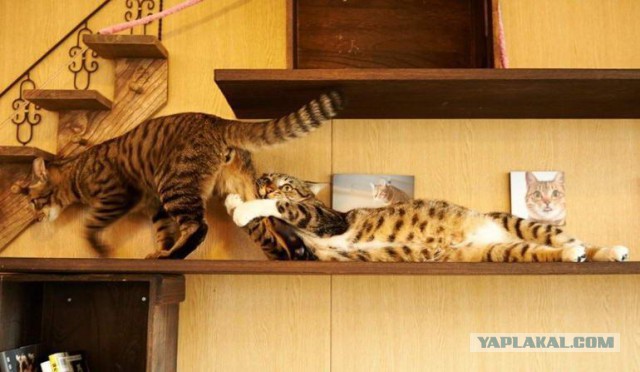 Котовторник 04.07.17