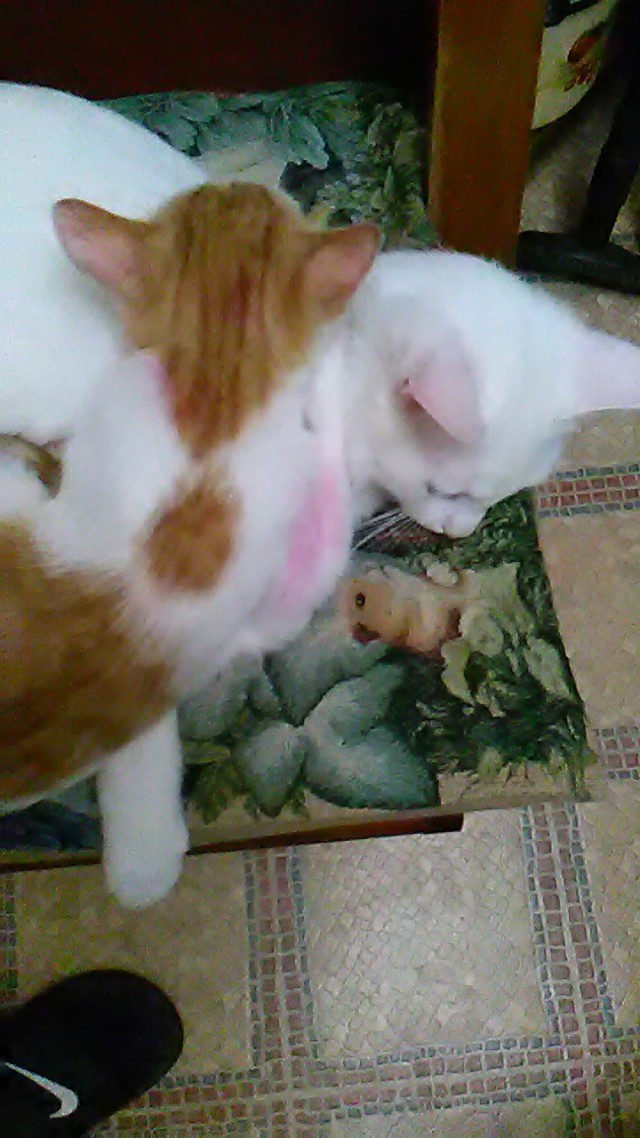 Котовторник 18.07.2017