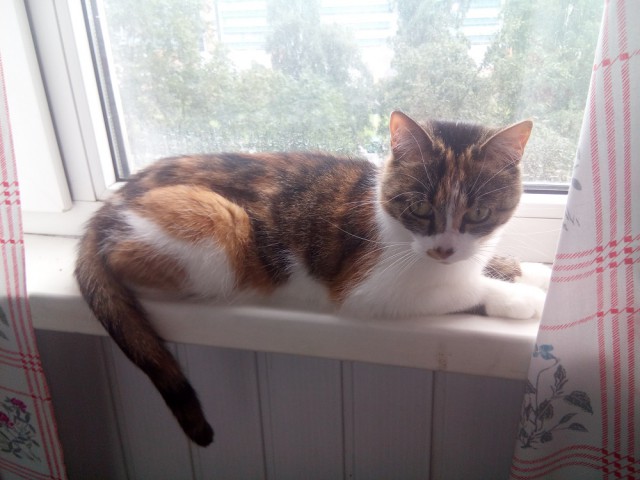 Котовторник 1.08.17