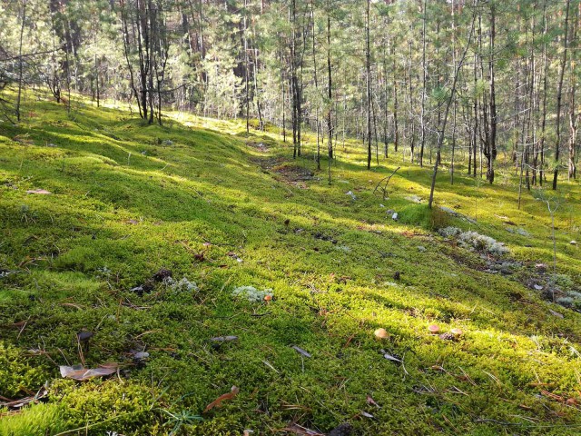 Караканский бор, тихая охота