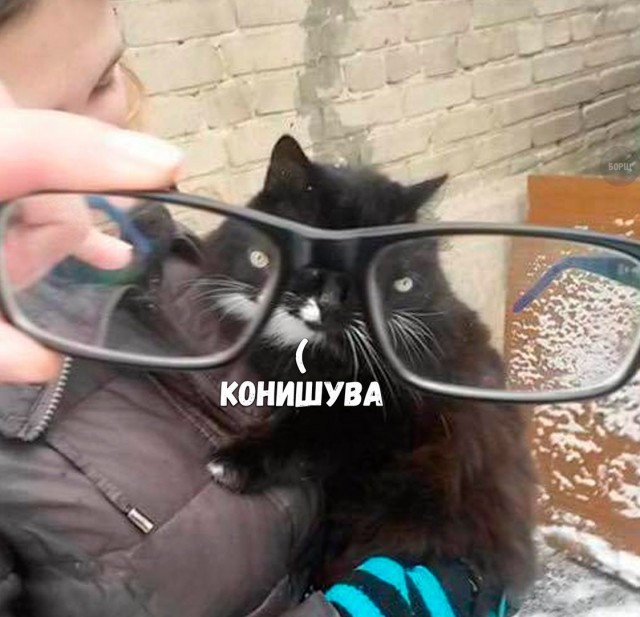 Подборка забавных животных