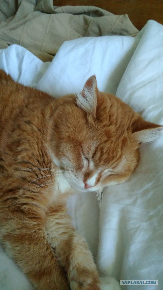 Котовторник 29.5.18