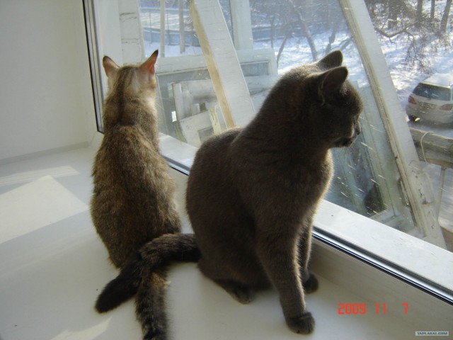 Котовторник?