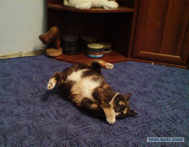 Как же можно про котовторник забыть?!