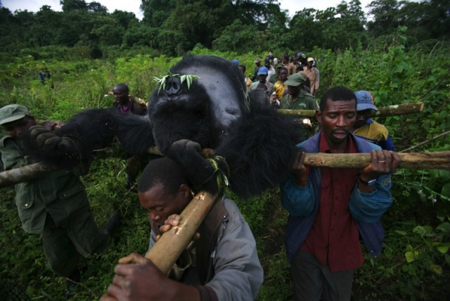 Убийство в Национальном парке Virunga (+18)