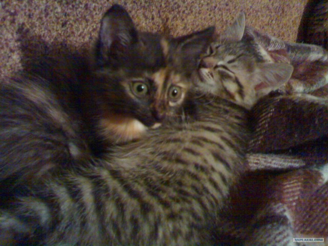 Котовторник так котовторник!