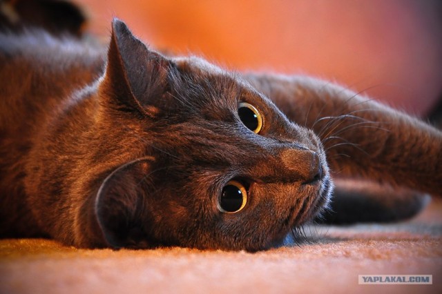 Котовторник 22.11.11