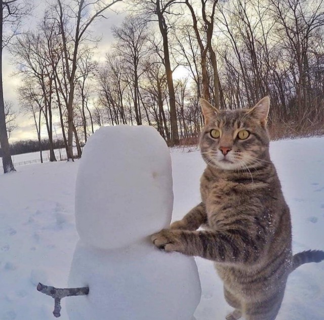 Прикольных котов пост