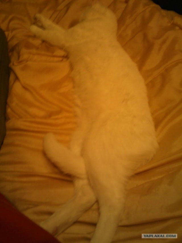 Котовторник (14.02.2012)