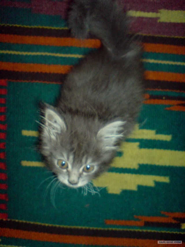 КОТОВТОРНИК (6.03.2012)
