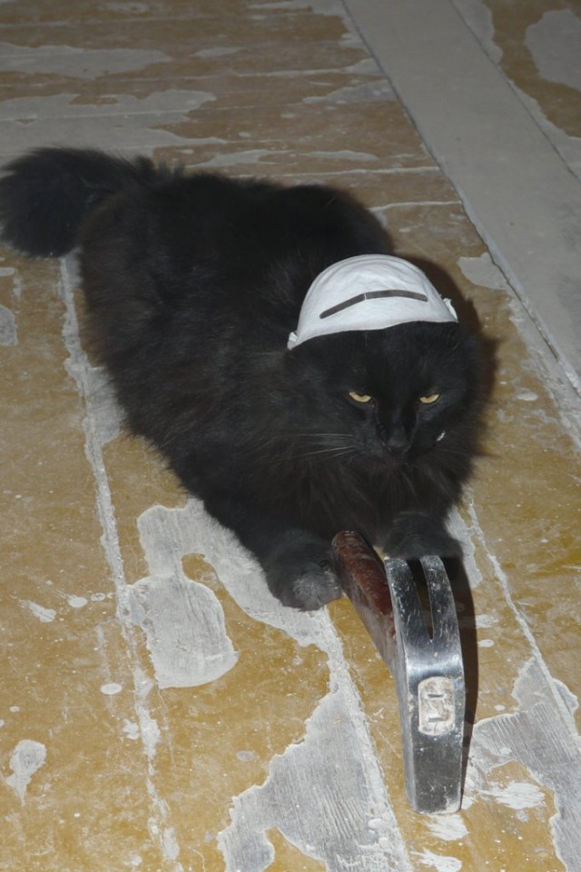 Котовторник! 13.03.2012