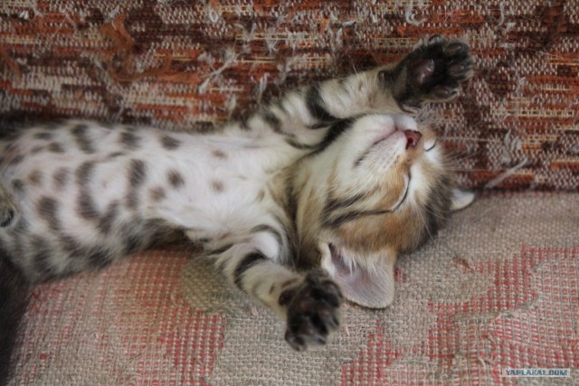 Котовторник 07.08.2012