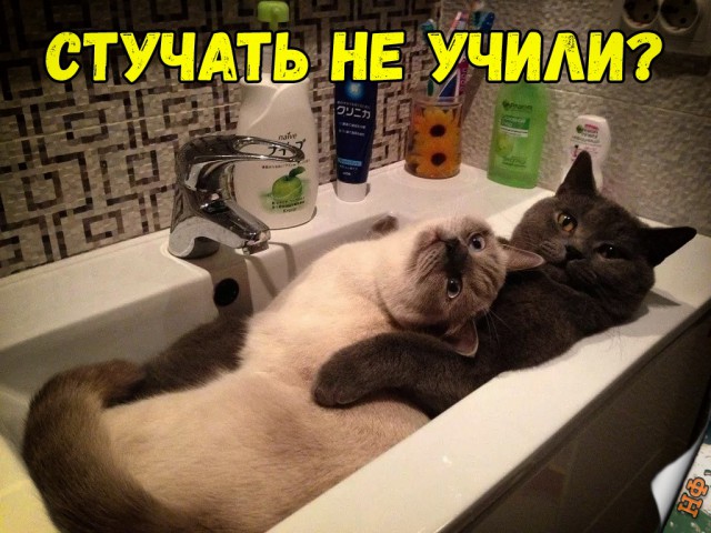 Забавные фото котеек