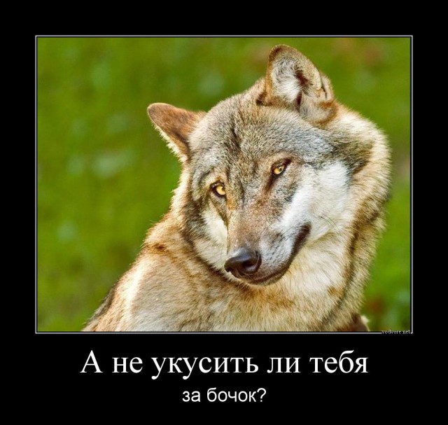 Волк незаметно подкрадывается к кошке. Но не тут-то было!