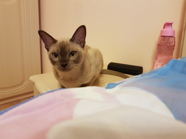 Мой первый кото-пост