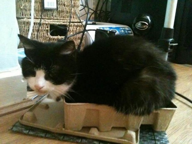 Кошки отдыхают