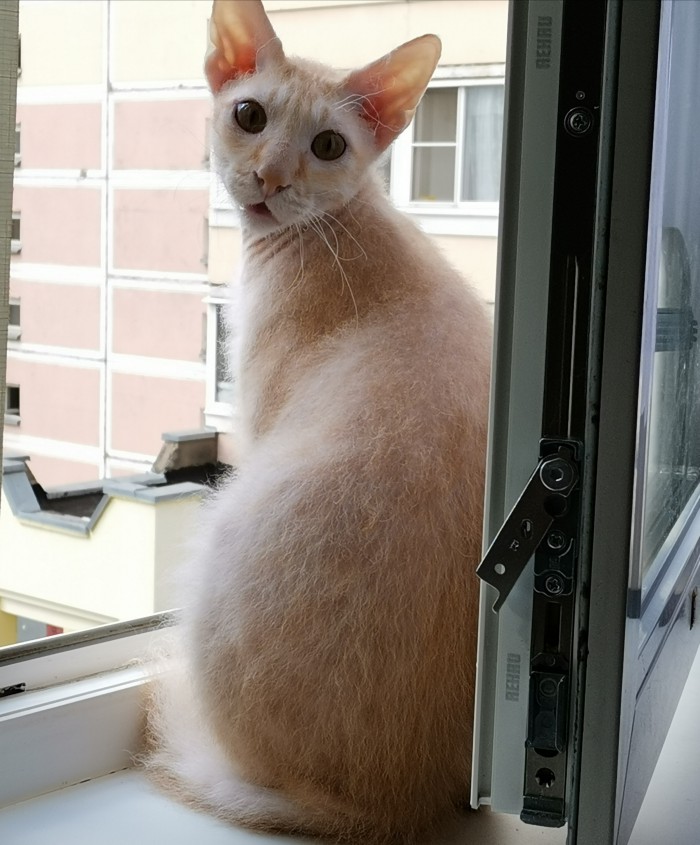 Просто мой кот