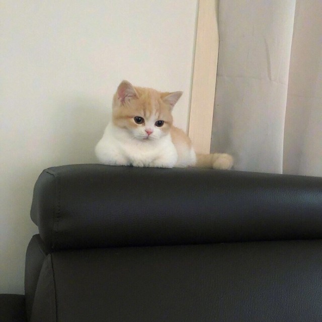 Забавные фото котеек