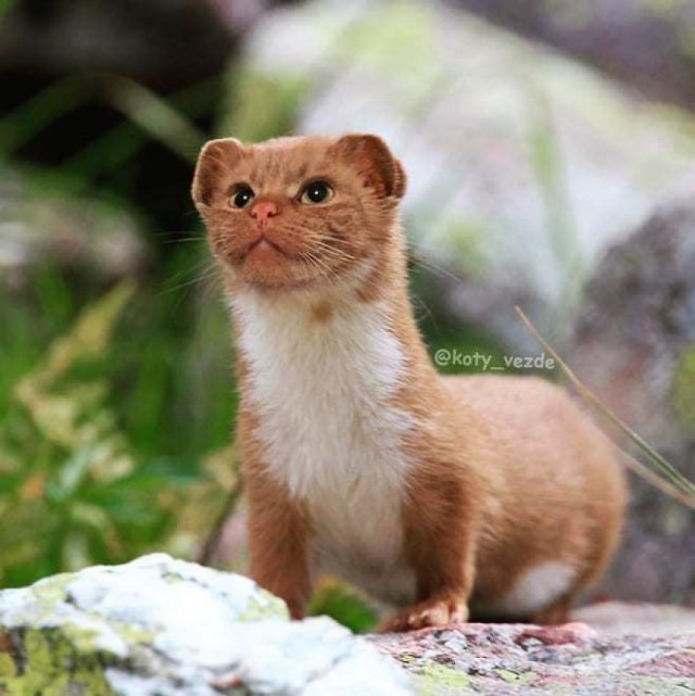 Коты везде