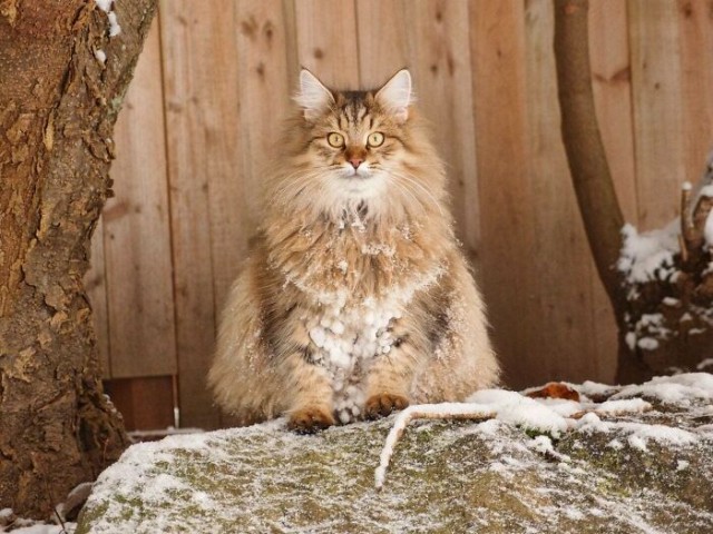 К - Котогеничность