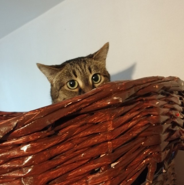Подборка забавной живности