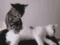 Кошка - массажист