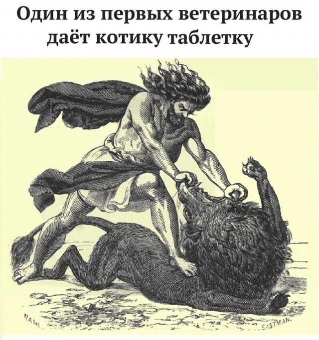 Картинки с котами и про котов