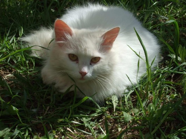 Которник