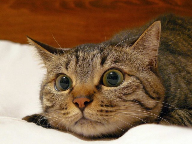 Которник