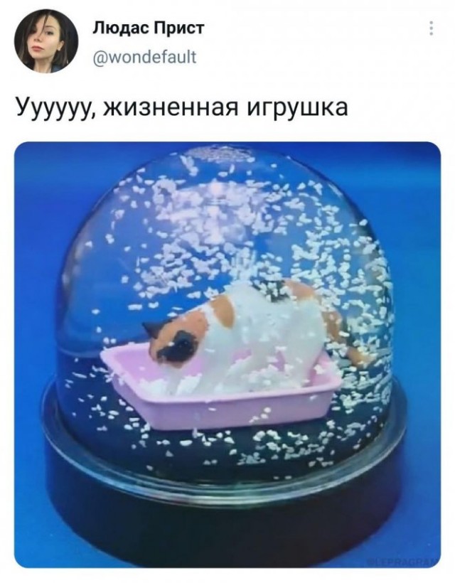 Картинки и мемы для настроения 09.06.2021