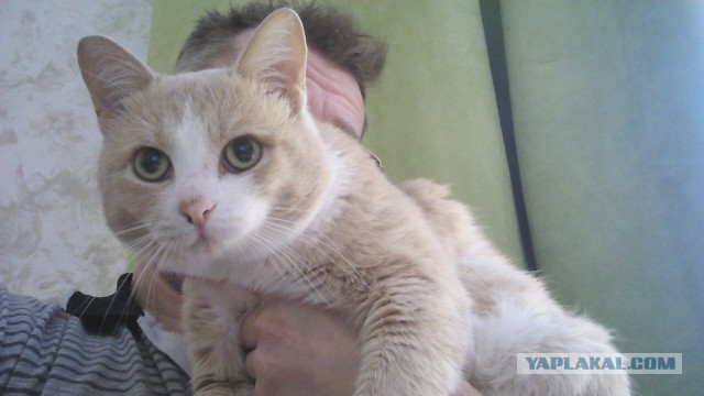 Рыжие коты - это апофеоз доброты, любви, спокойствия и умиротворения