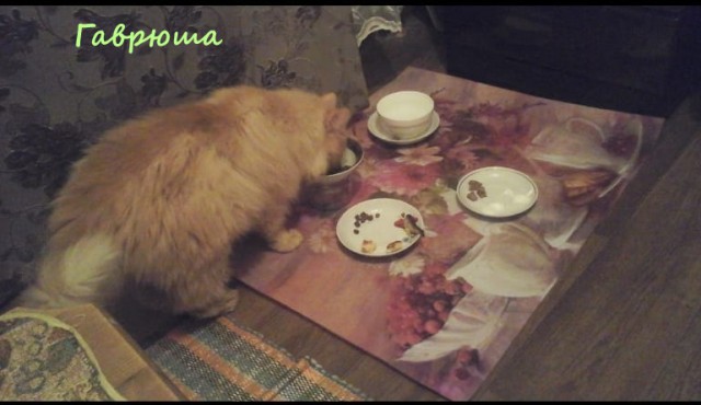 Жизнь домашнего приюта "Котоленд" 322