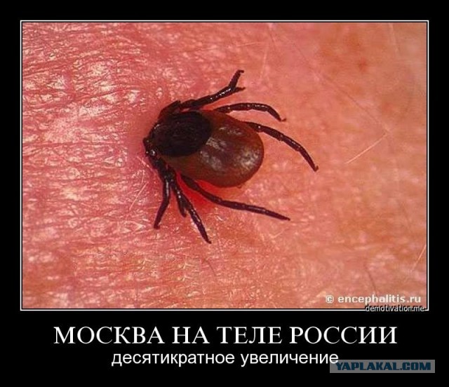Как ты покормил Москву