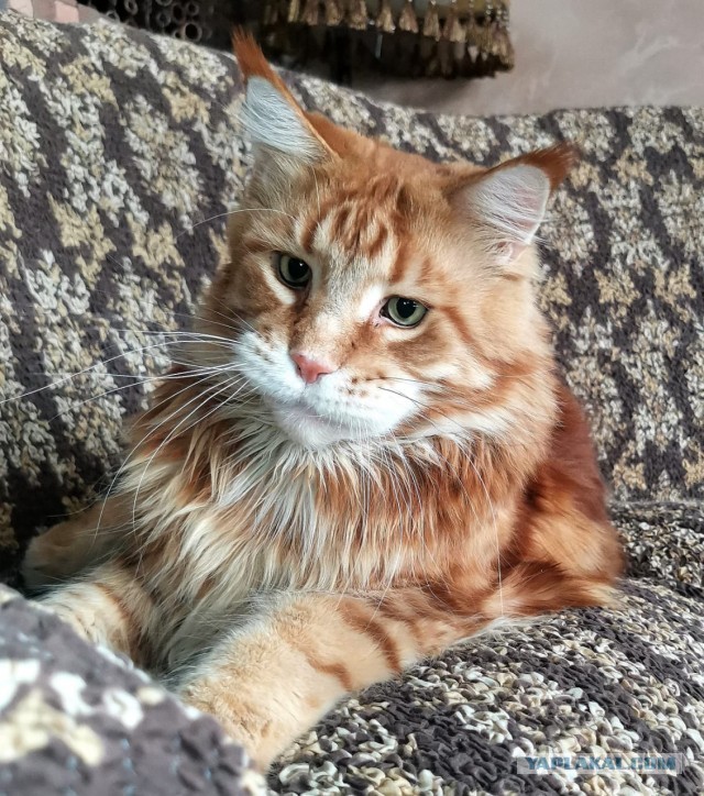 Котовторниковское