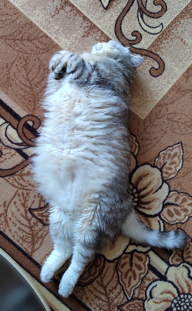 Котовторнику посвящается