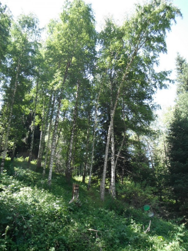 Поход одного дня - Кок-Жайляу