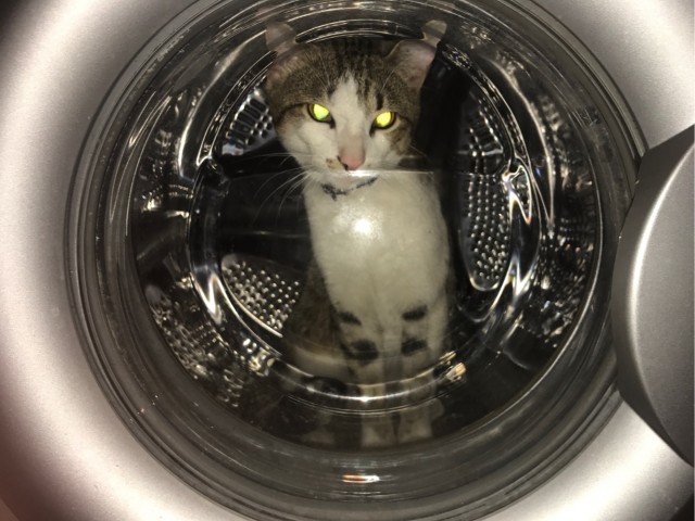 Кот, который развлекает сам себя