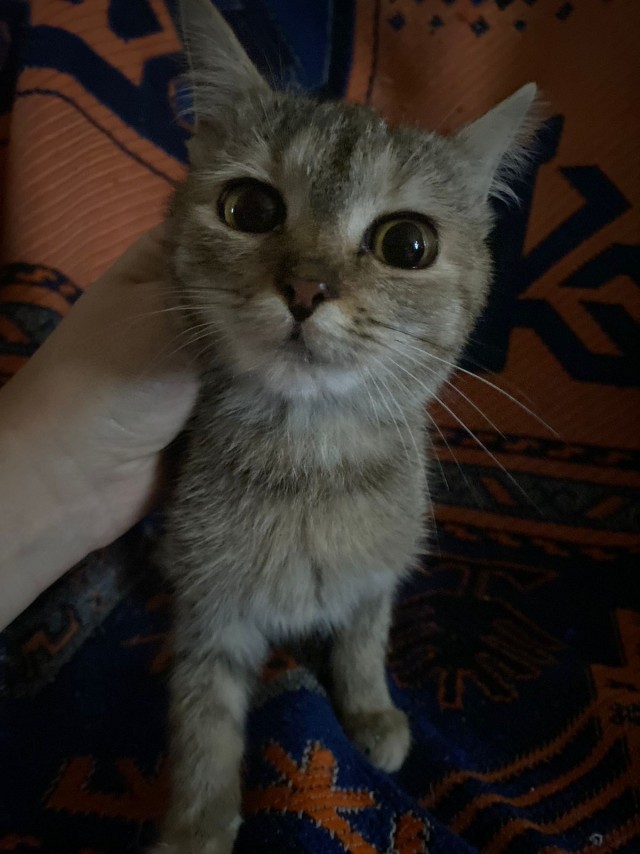 Жизнь домашнего приюта "Котоленд" 357