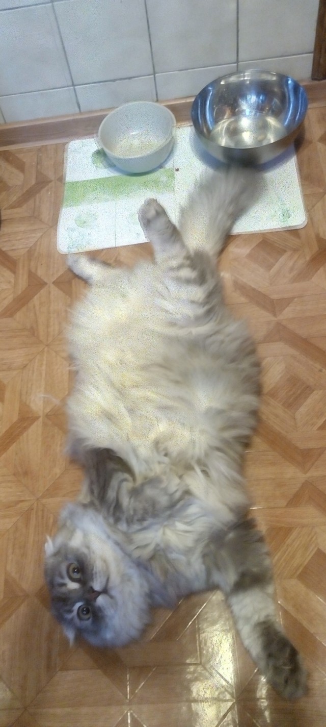 Котовторник от Jus`а или просто Кекс