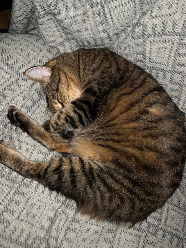 Котовторник 18.10.22