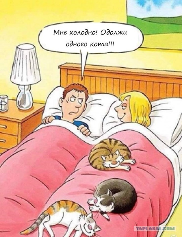 Котоюмор на ЯП. Веселые кото-картинки!