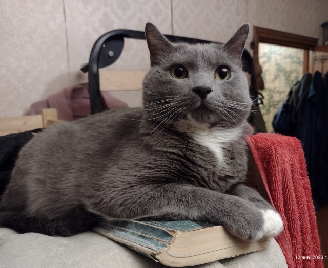 К котовторнику