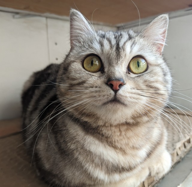 Котофторниг