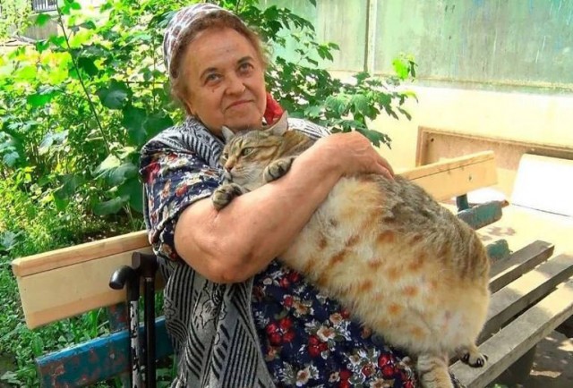 Умер самый толстый кот России Степан. Он жил в Бийске