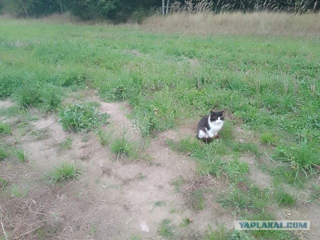 Жизнь домашнего приюта для котеек 464