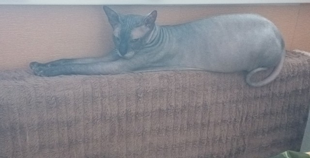 Котик любит папу