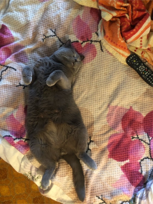 Толстые коты