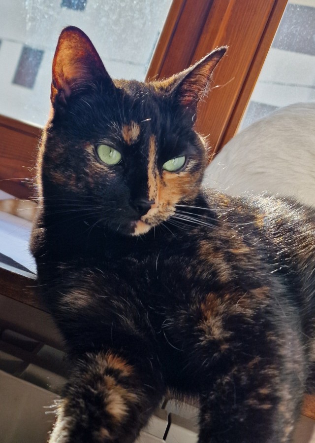 Всех с котовторником
